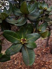 Xanthostemon macrophyllus