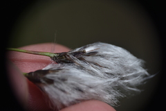 Eriophorum angustifolium
