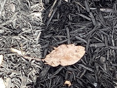 Populus angustifolia