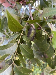 Carya illinoinensis