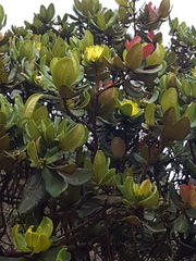 Xanthostemon macrophyllus