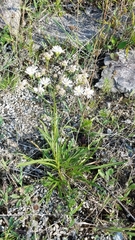 Solidago ptarmicoides