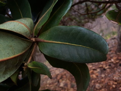 Xanthostemon macrophyllus