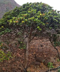 Xanthostemon macrophyllus