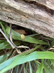 Dendrocoris humeralis