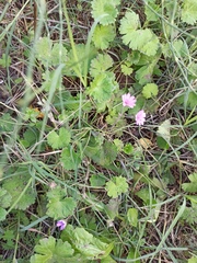 Geranium molle
