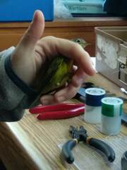 Leiothlypis ruficapilla