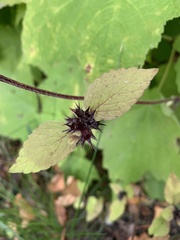 Galeopsis