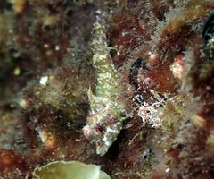 Enneapterygius atrogulare