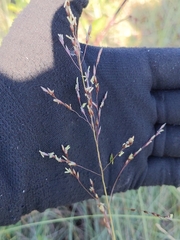 Sporobolus silveanus