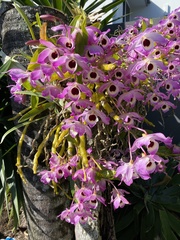 Dendrobium nobile
