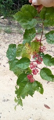 Cissus erosa