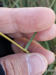 Sporobolus silveanus