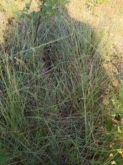 Sporobolus silveanus