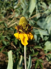 Rudbeckia maxima