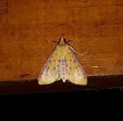 Polygrammodes sanguiguttalis