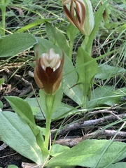 Pterostylis cucullata