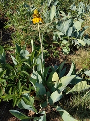 Rudbeckia maxima