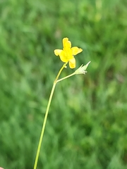 Ranunculus