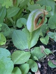 Pterostylis cucullata