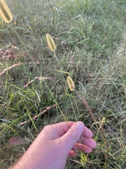 Setaria parviflora