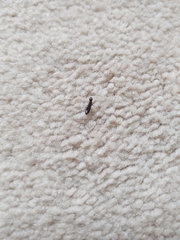 Reticulitermes hesperus