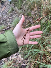 Cymbopogon refractus