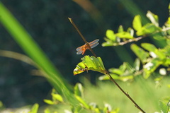 Libellula