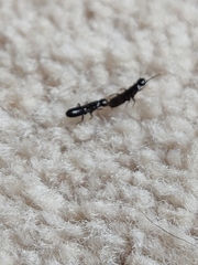 Reticulitermes hesperus