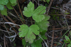 Aquilegia formosa