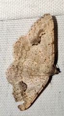 Frederickia s-signata