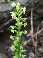 Platanthera flava flava