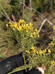 Euthamia gymnospermoides