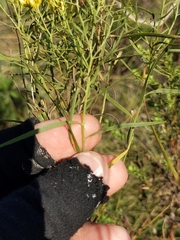 Euthamia gymnospermoides