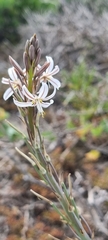 Trachyandra ciliata
