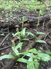 Platanthera flava flava