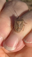 Euschistus variolarius