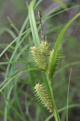 Carex retrorsa