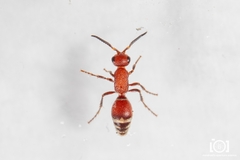 Timulla ornatipennis
