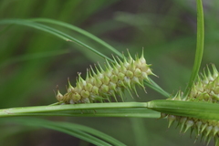 Carex retrorsa