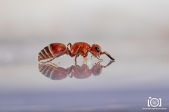 Timulla ornatipennis