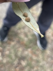 Druon quercuslanigerum