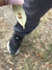 Druon quercuslanigerum