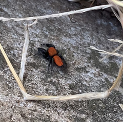 Phidippus cardinalis