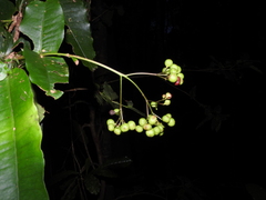 Ixora yaouhensis