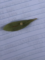 Druon quercuslanigerum