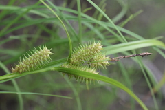 Carex retrorsa