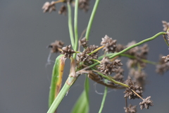 Scirpus microcarpus