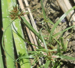 Cyperus longus