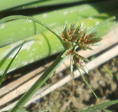 Cyperus longus